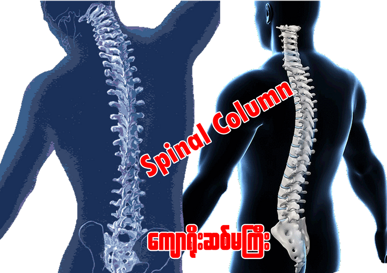 spinal column copy.png