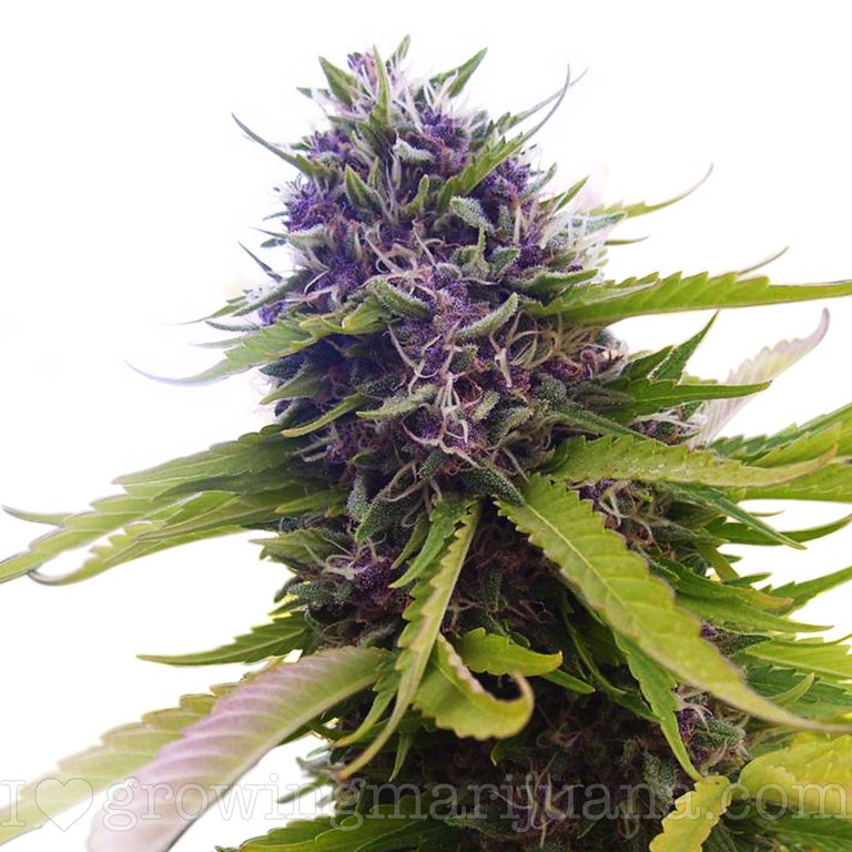 hybrid-blueberry.jpg