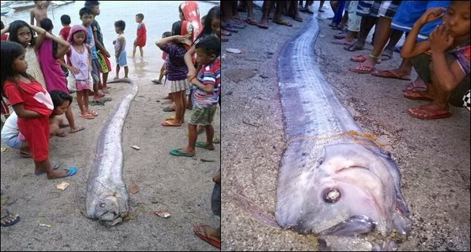 oarfish.jpg