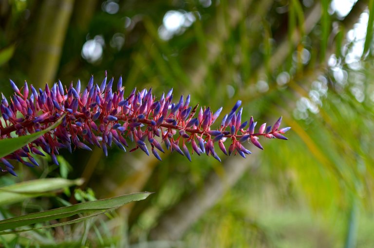 Bromelias2.JPG