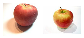 apple grape ....png