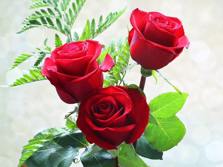 roses-642447_960_720.jpg