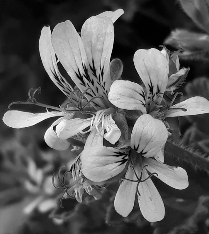 rose geranium.jpg