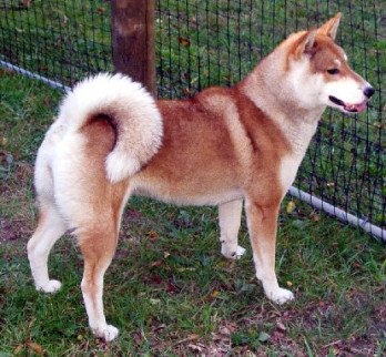 shikoku-inu-red.jpg