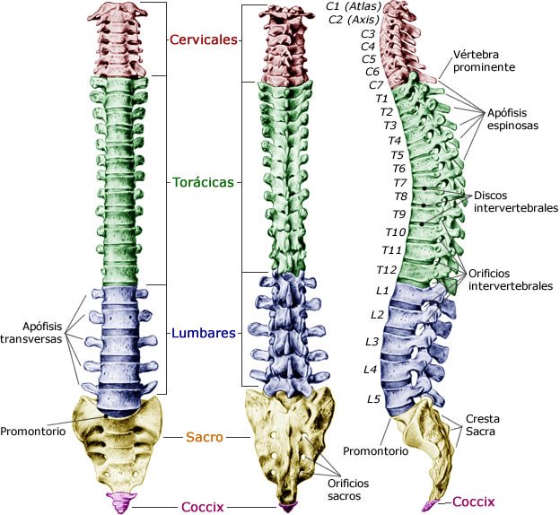 Columna-vertebral.jpg