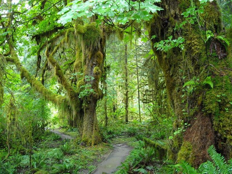 hoh rain forest w (3).jpg