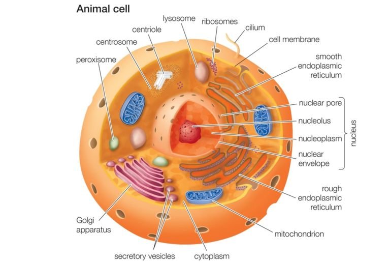 animal_cell-56c765663df78cfb3788382b.jpg