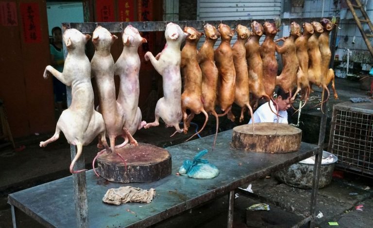 yulin_viande_de_chien-770x470.jpg