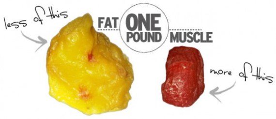 fat vs muscle.jpg