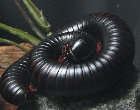 millipede4.jpg