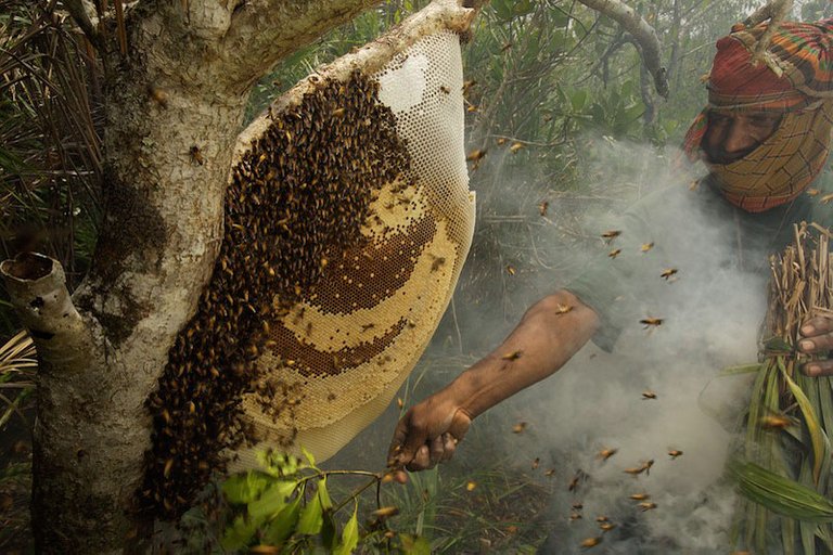 Sundarban_Honey.jpg