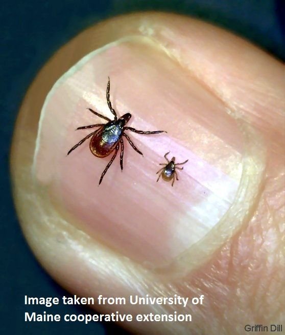 Deer-Tick-Adult-Female-and-Nymph.jpg