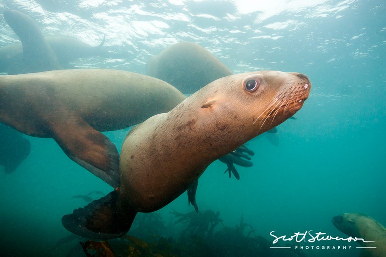 Stellar sea lion-22.jpg