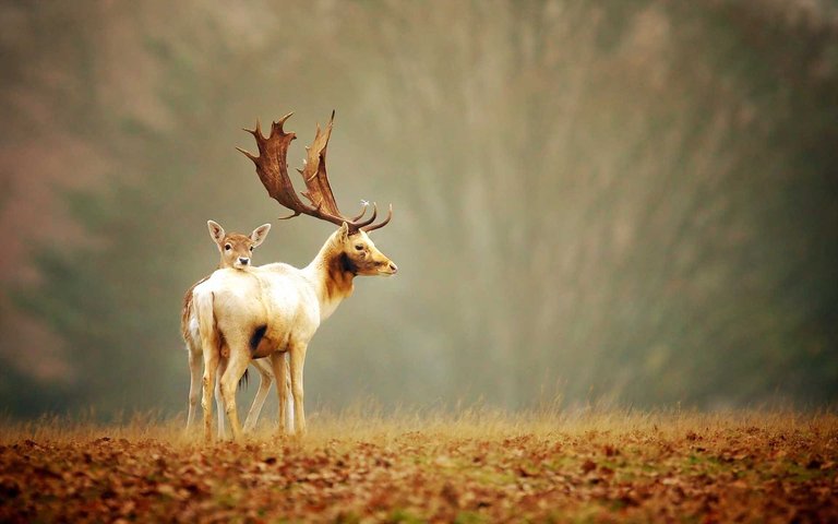 Deer-Animals-HD-Photography-Wallpapers.jpg