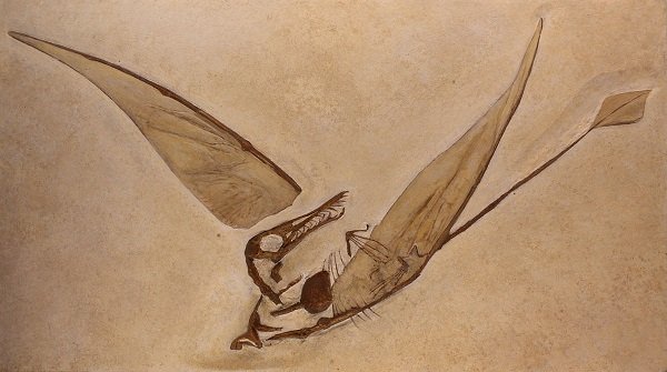 1200px-Rhamphorhynchus_munsteri.jpg