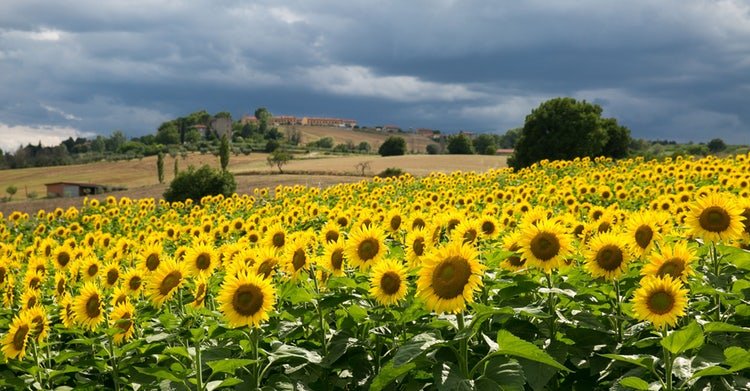 sunflowers-summer-storm.jpg