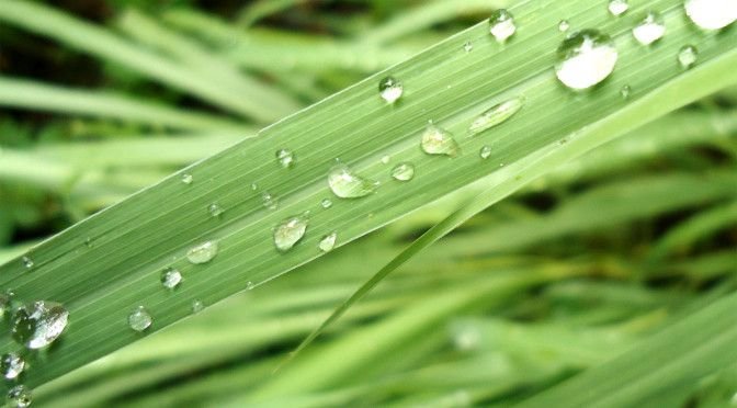 lemongrass-i-672x372.jpg