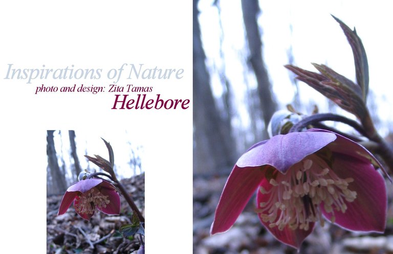 helleborushunyorkonyvpaint2hellebore.jpg