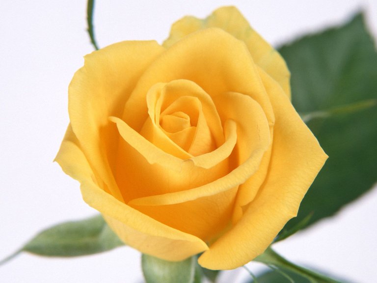 flower-rose-yellow-wallpaper-1.jpg