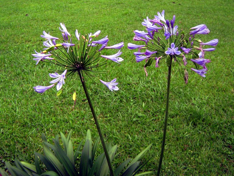 Purple flowers 003.JPG