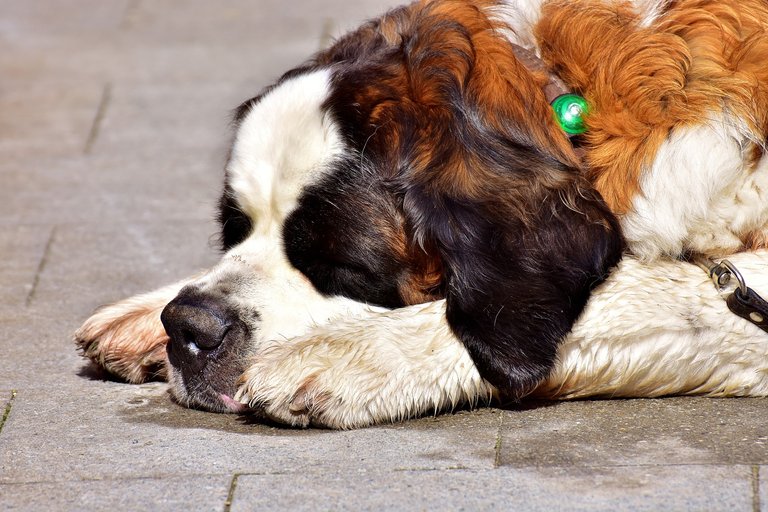 dog-2309395_1920.jpg