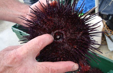 urchin2.jpg