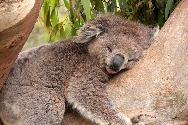 koala-abbracciano-alberi.jpg