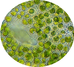 Chlorella.png