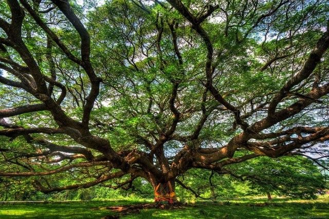 Pirangi-Cashew-Tree-Brazil.jpg