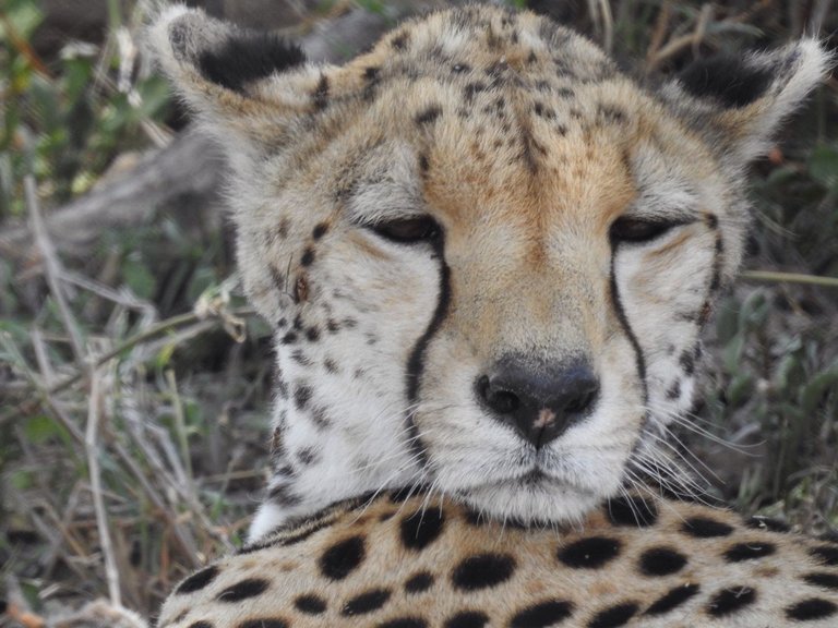 cheetahcloseup.JPG