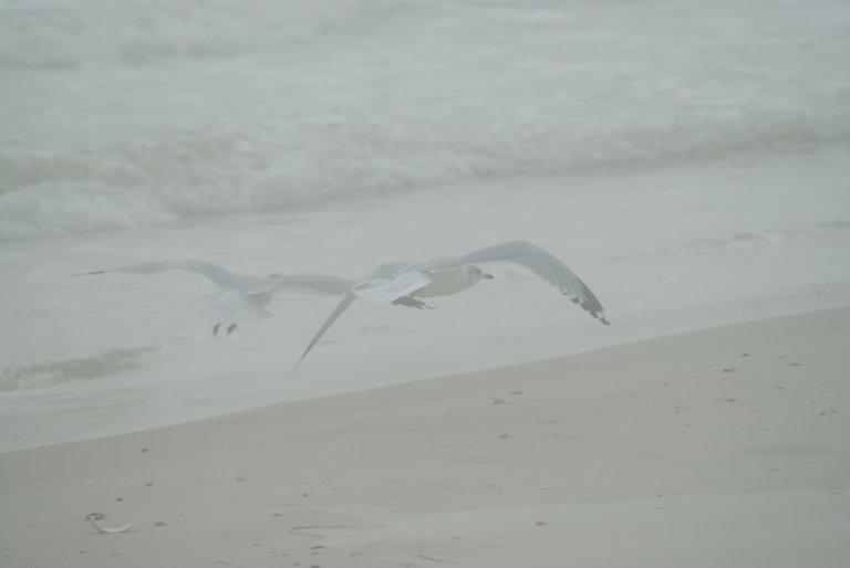 St. George Island trip (83).JPG