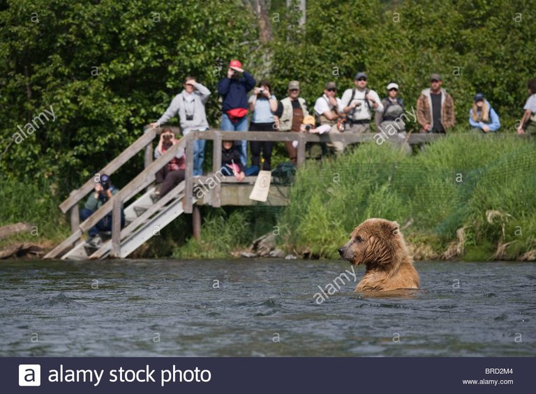 brown-bear-swimming-in-the-russian-river-while-anglers-watch-chugach-BRD2M4.jpg