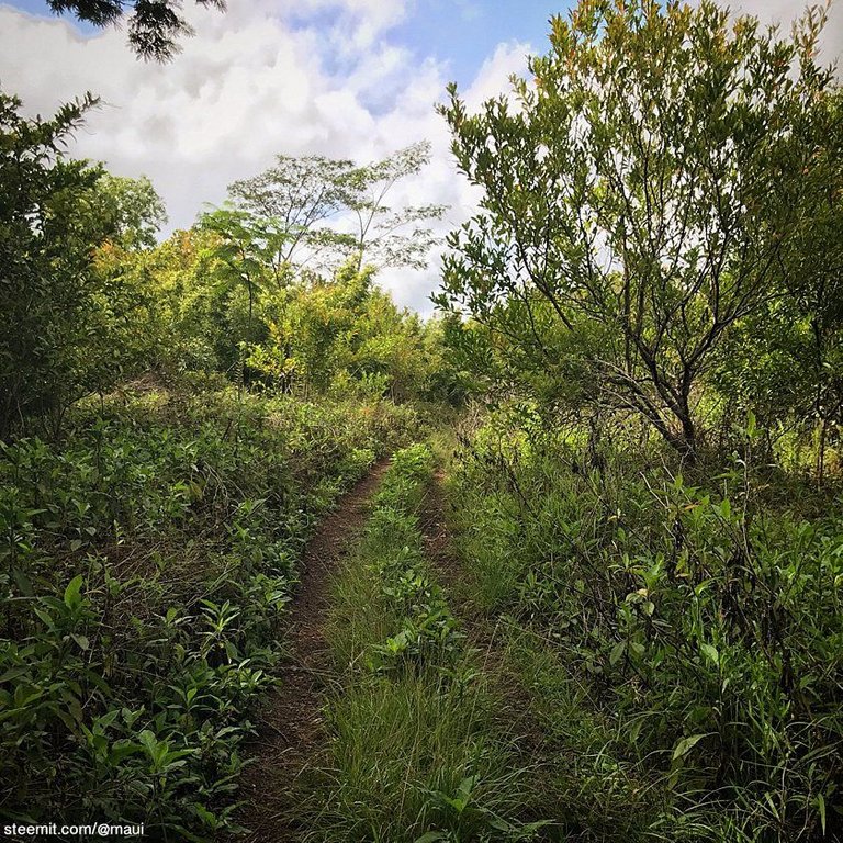 Haiku Path