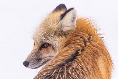 red-fox-redim.jpg