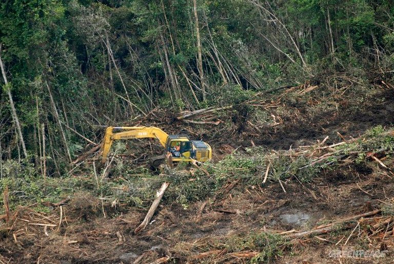 hutan-ditebang1.jpg