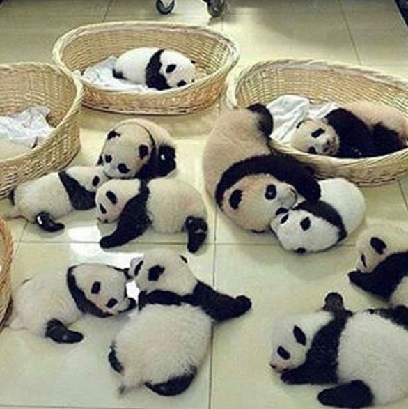 pandas-bebes.JPG