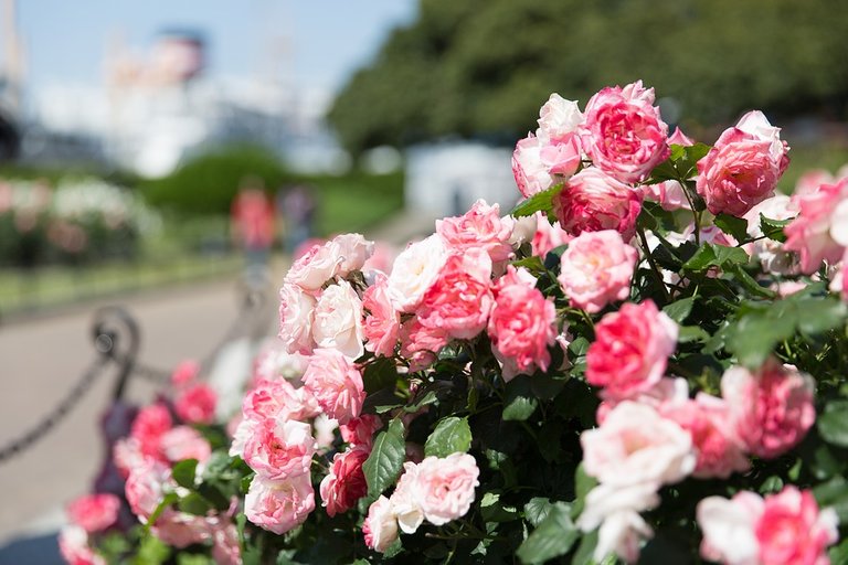 rose-garden-1180317_960_720.jpg