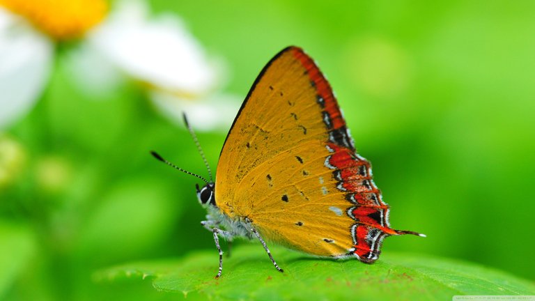 orange_butterfly_on_a_leaf-wallpaper-2560x1440.jpg