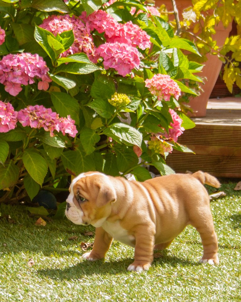 Bulldog pics 22-07-17-4.jpg