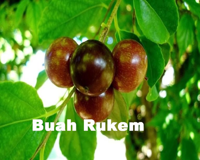 Buah-Rukem.jpg