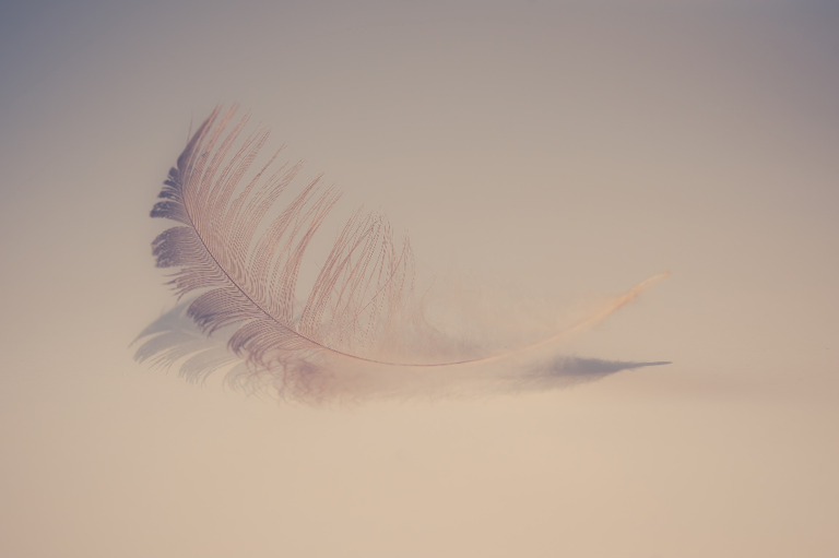 feather-2947022_1920.jpg