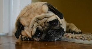 Sad puppy.jpg