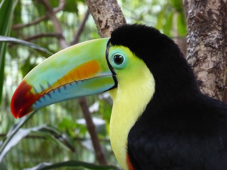 toucan-2665542_1920.jpg