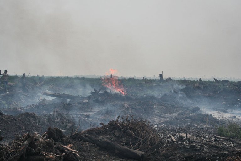 img-burning-peat-indonesia-1000x667.jpg