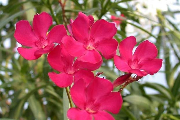 Nerium_oleander_crop_main_web_fullsize.jpg