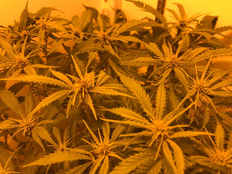 week 1 flowering hps blue dream .JPG