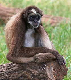 250px-BrownSpiderMonkey_(edit2).jpg