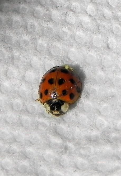 2ladybug.jpg