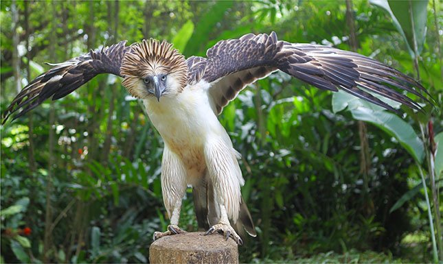 Philippine-Eagle.jpg