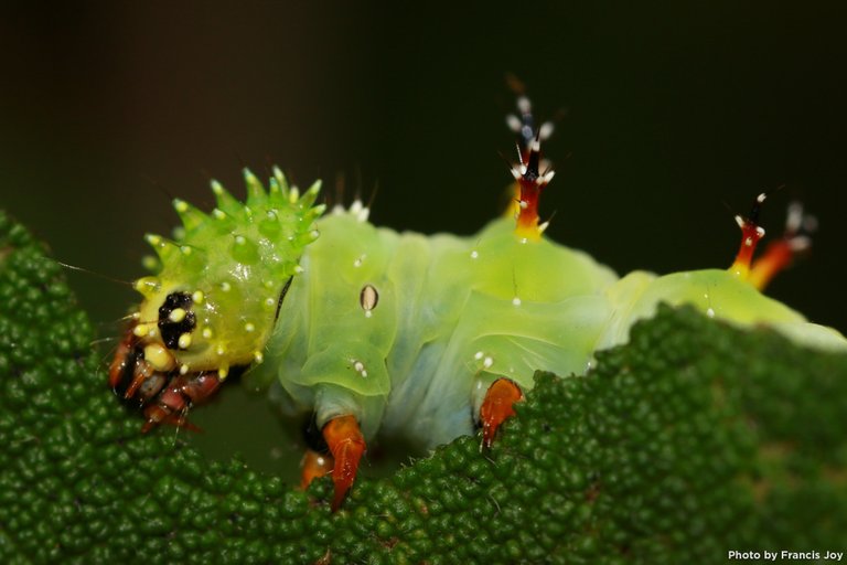 Kamehameha-butterfly-caterpillar-vanessa-tamehameha.jpg